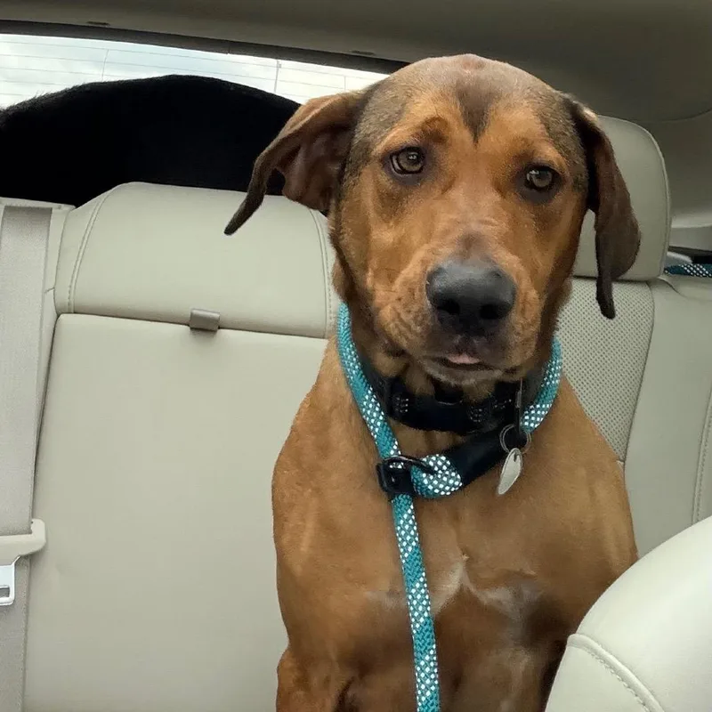 An adult large-sized male Brown / Chocolate Rhodesian Ridgeback dog named Walker for adoption in Saint John, IN