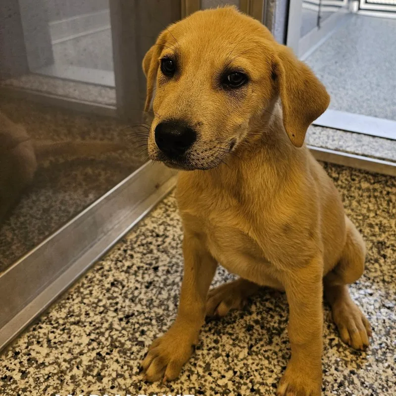 A baby medium-sized male Red / Chestnut / Orange Mixed Breed dog named Marmaduke for adoption in Madisonville, TN