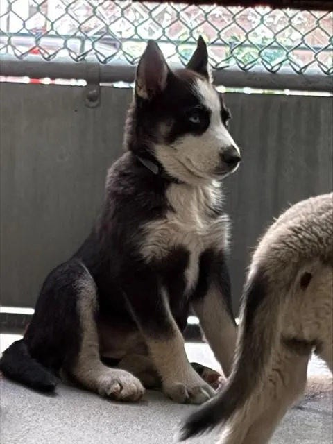 A baby small-sized female Siberian Husky dog named Blizzard for adoption in Stockton, CA