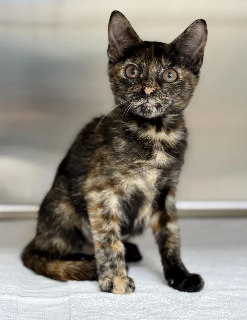 A baby medium-sized female Tortoiseshell Domestic Short Hair cat named Charity for adoption in Pawleys Island, SC