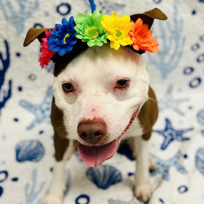 An adult large-sized female White / Cream Pit Bull Terrier dog named Seraphina for adoption in Manahawkin, NJ