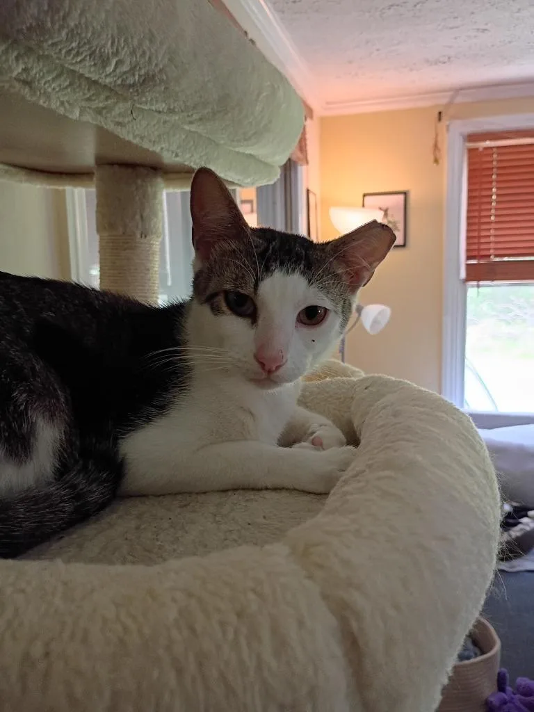 A baby large-sized male Domestic Short Hair cat named Yeti for adoption in Hardeeville, SC