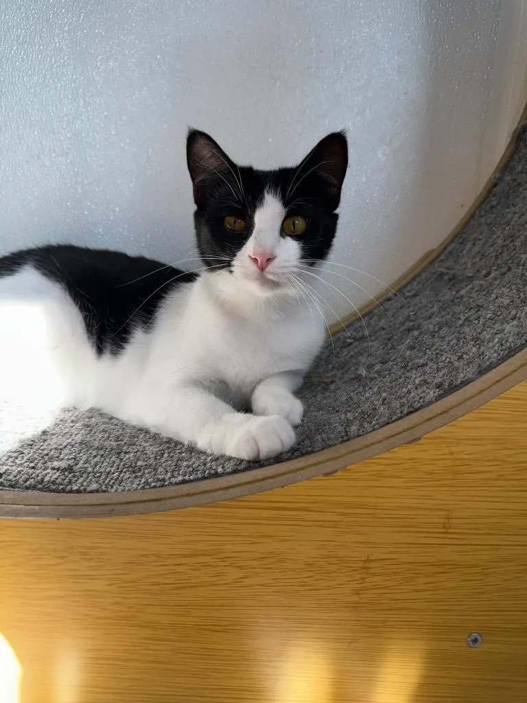 A young small-sized female Domestic Short Hair cat named Bourbon for adoption in Hastings, NE