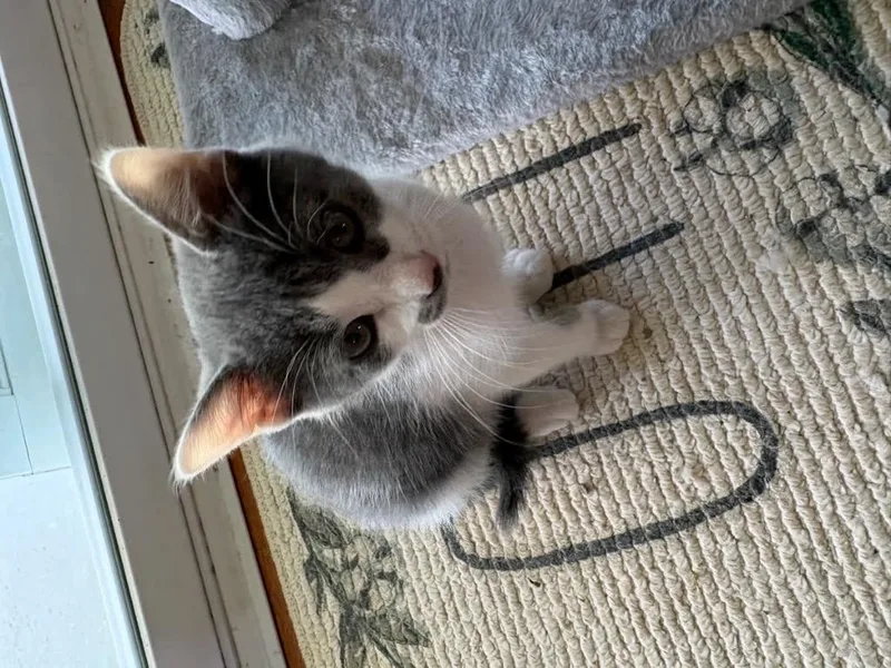 A baby medium-sized male Domestic Short Hair cat named Alfie for adoption in Johnson City, TN