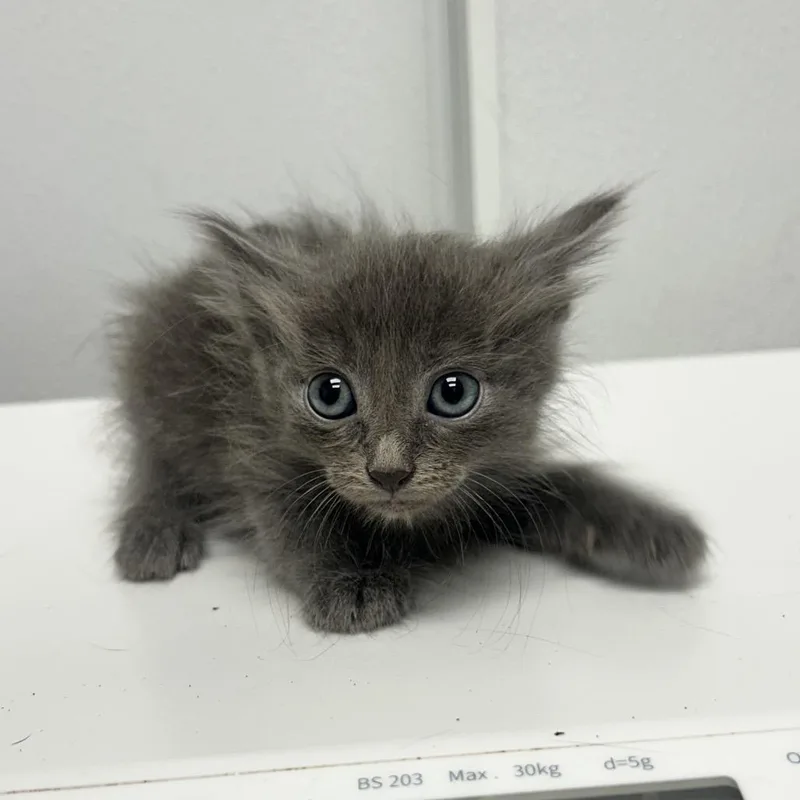 A baby small-sized male Gray / Blue / Silver Domestic Medium Hair cat named Chucho for adoption in Abilene, TX