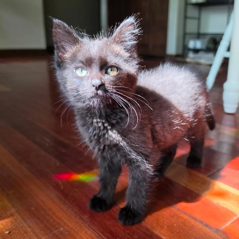 A baby small-sized male Black Domestic Short Hair cat named Aladar for adoption in Springfield, IL