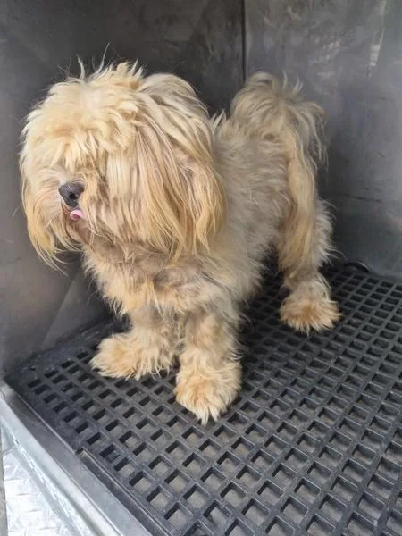 An adult small-sized male Shih Tzu dog named Pen for adoption in Lawrenceville, GA
