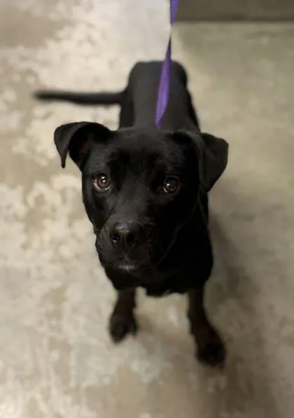 An adult medium-sized male Labrador Retriever dog named Weston for adoption in Bowling Green, KY