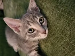 A baby small-sized female Domestic Short Hair cat named Mattigan for adoption in Westminster, MD