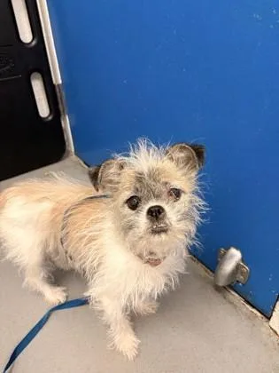 A senior small-sized female Terrier dog named Candy for adoption in Seattle, WA