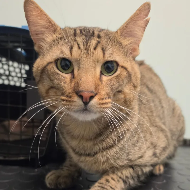An adult medium-sized male Black Domestic Short Hair cat named Sphynx for adoption in Leander, TX