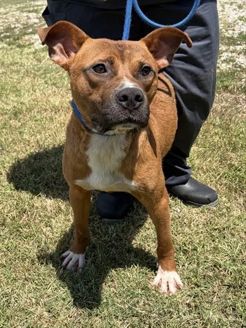 A young medium-sized male American Staffordshire Terrier dog named Joe Dirt for adoption in Chester, SC