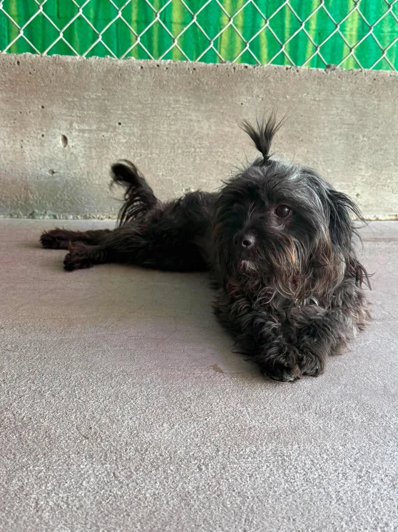 A young small-sized female Gray / Blue / Silver Havanese dog named Taurus for adoption in Phoenix, AZ