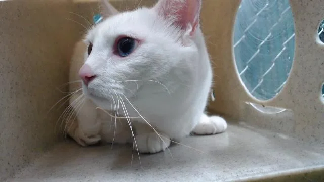 An adult large-sized female Domestic Short Hair cat named Snow White for adoption in Downey, CA