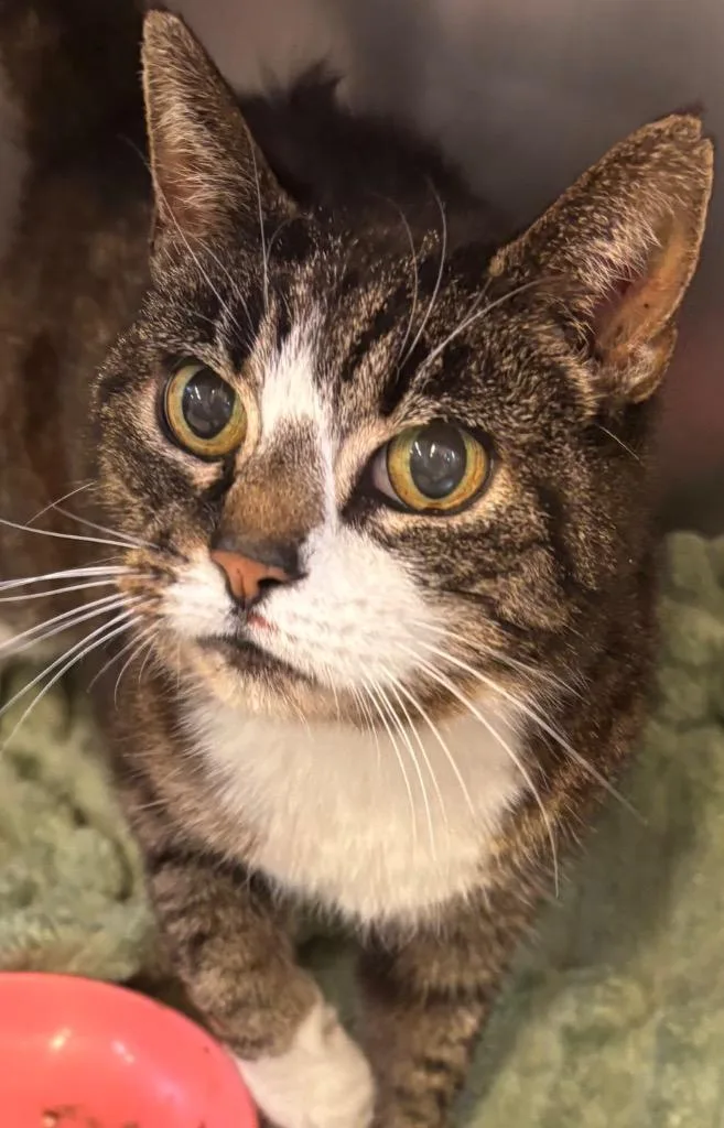 A baby medium-sized female Domestic Short Hair cat named Chloe for adoption in Elizabethton, TN