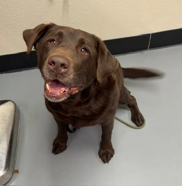 An adult large-sized male Chocolate Labrador Retriever dog named River for adoption in Phoenix, OR