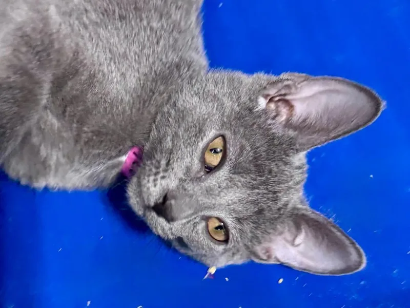 A baby small-sized female Domestic Short Hair cat named Honeycombs for adoption in Powell, OH