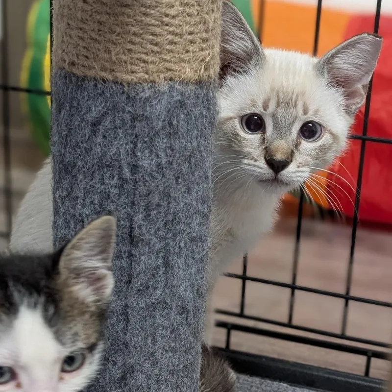 A baby small-sized female Gray / Blue / Silver Domestic Short Hair cat named Sapphire for adoption in Buchanan Dam, TX