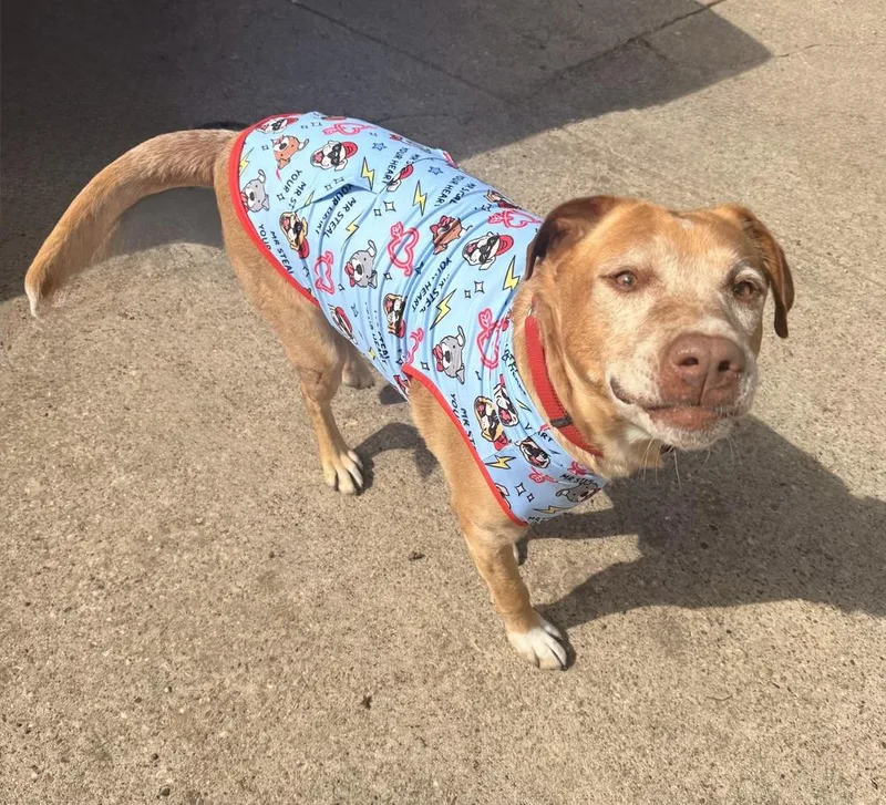 An adult large-sized male Yellow / Tan / Blond / Fawn Labrador Retriever dog named Coby for adoption in Mesquite, TX