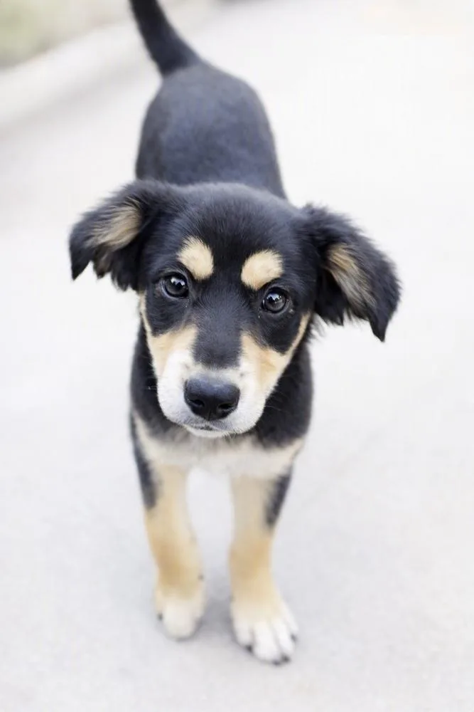 A baby medium-sized male Tricolor (Brown, Black, & White) Black and Tan Coonhound dog named Hunter for adoption in Escondido, CA