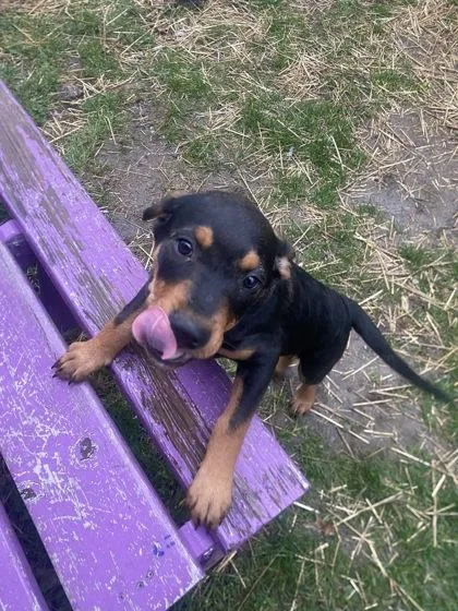 A baby medium-sized female Rottweiler dog named Cricket for adoption in Hobart, IN