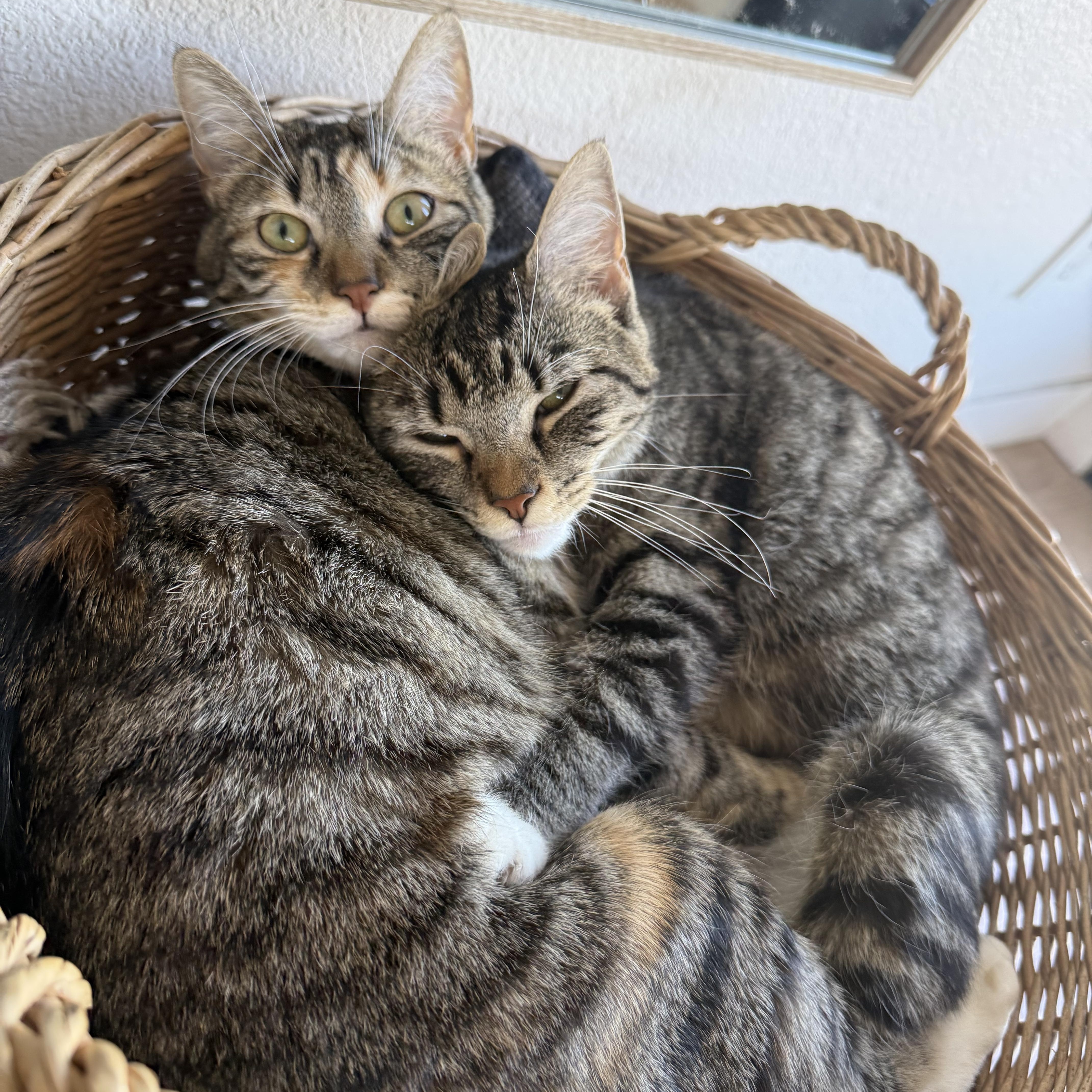 A young medium-sized female Tabby (Gray / Blue / Silver) Domestic Short Hair cat named Maeve for adoption in Asheville, NC