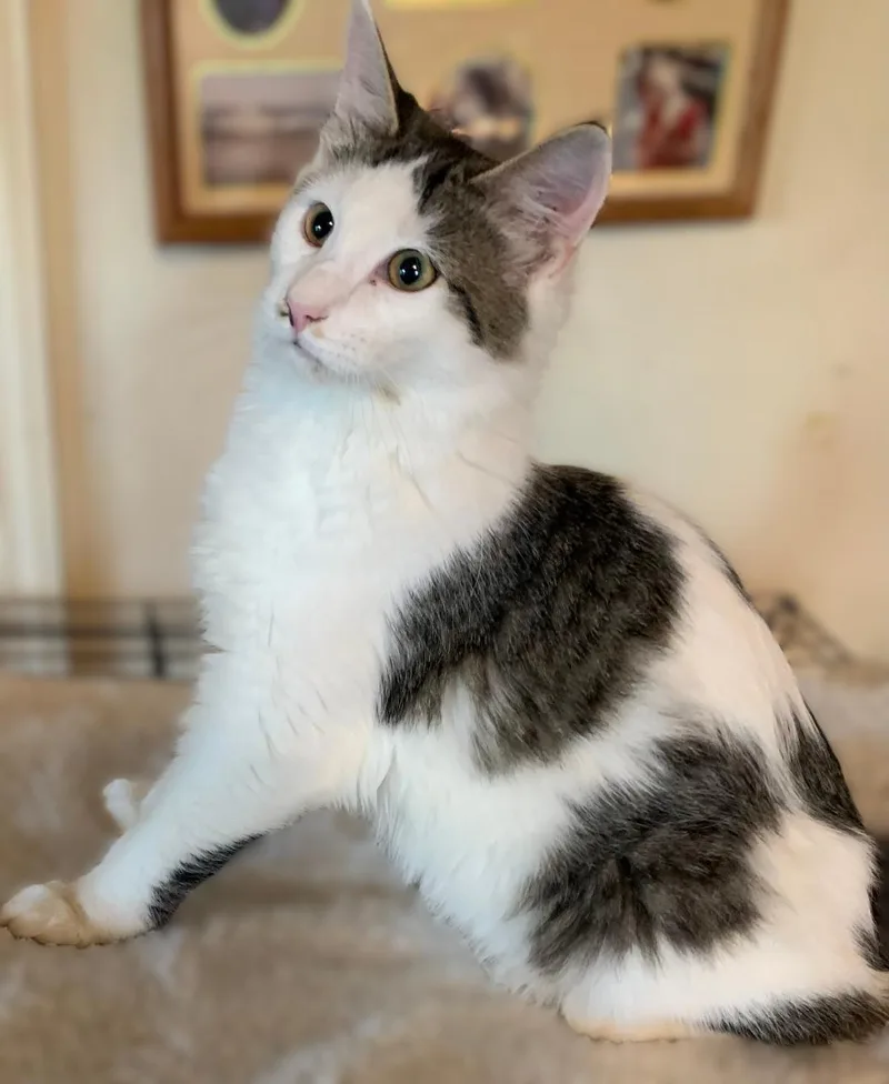 A young small-sized male Gray / Blue / Silver Domestic Short Hair cat named Thursday for adoption in Pottstown, PA