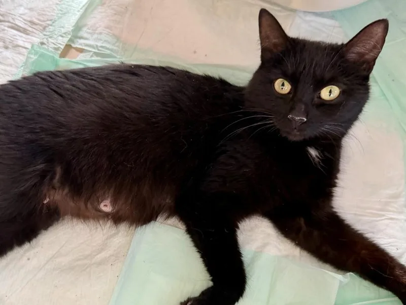 A young medium-sized female Black Domestic Short Hair cat named Pancreas for adoption in Chicago, IL