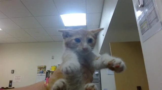 A baby small-sized male Domestic Short Hair cat named Cipher for adoption in Miami, FL