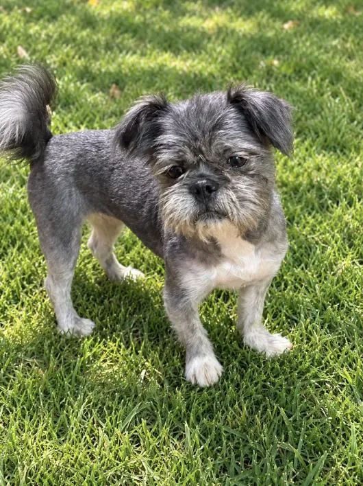 A young small-sized female Shih Tzu dog named Cinnabon for adoption in Georgetown , CA