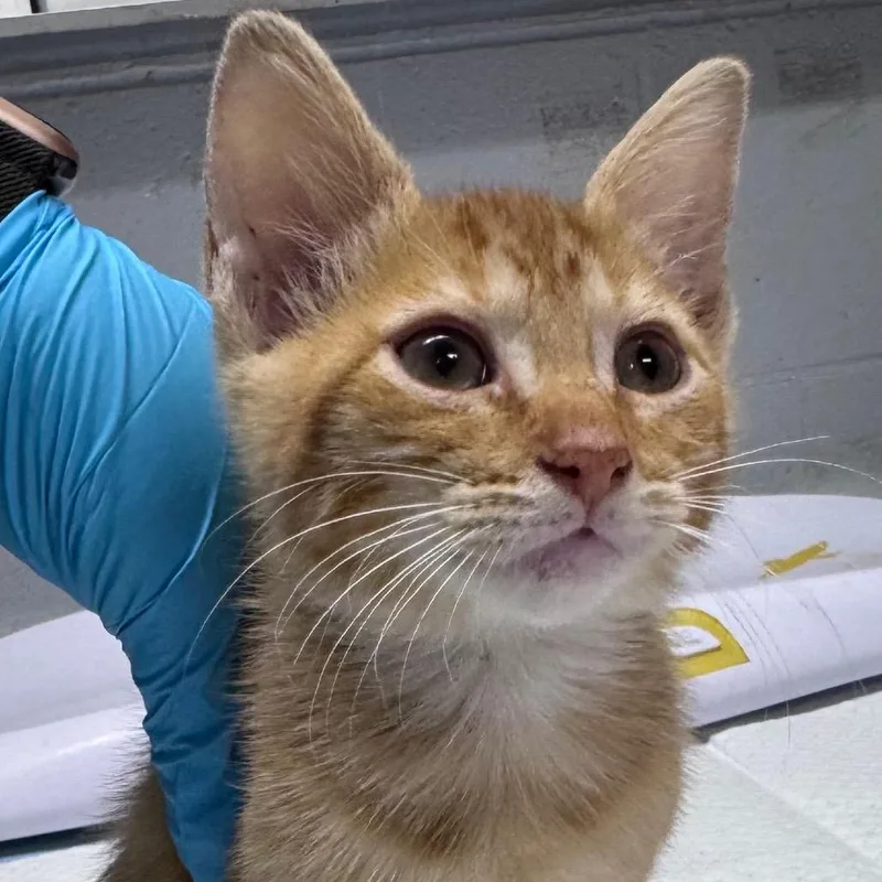 A baby small-sized male Orange / Red Domestic Short Hair cat named Phil for adoption in Summerville, SC
