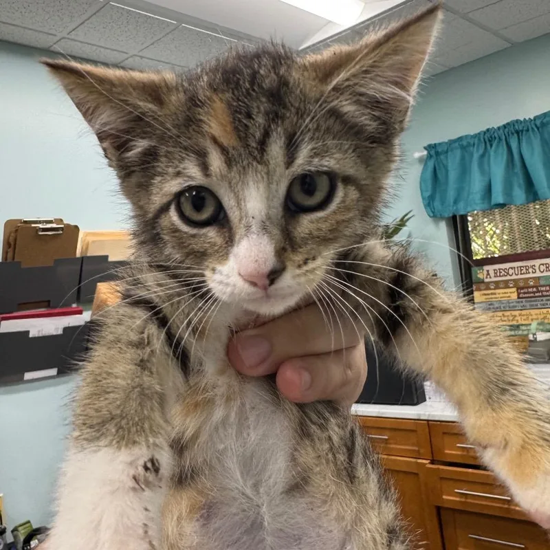 A baby small-sized female Calico Domestic Short Hair cat named Ciara for adoption in Hamburg, NY