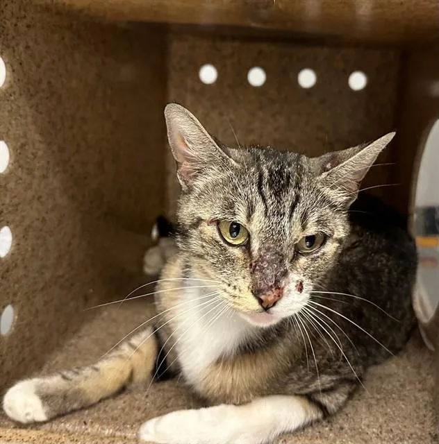 An adult medium-sized female Domestic Short Hair cat named Luna for adoption in Baldwin Park, CA