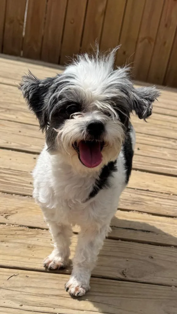 An adult small-sized male Maltese dog named Domino for adoption in Hastings, NE