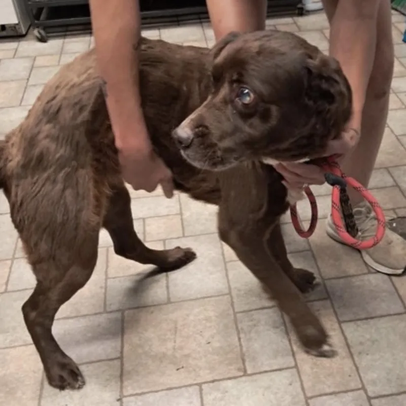 A senior medium-sized female Brown / Chocolate Standard Poodle dog named Destiny for adoption in Hollister, MO