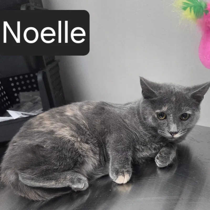 Noelle