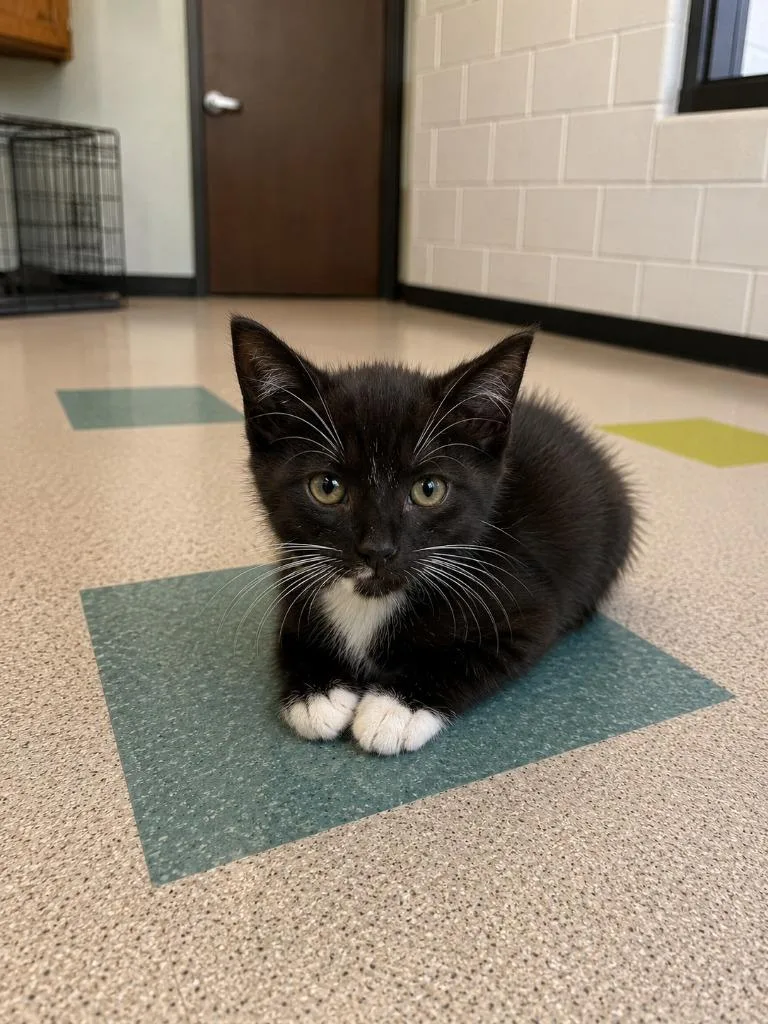 A baby large-sized male Domestic Short Hair cat named Wally for adoption in Gallatin, TN