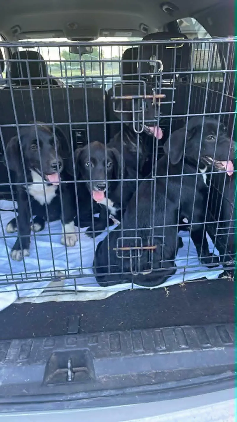 A baby medium-sized female Black Labrador Retriever dog named Patch for adoption in Paramus, NJ