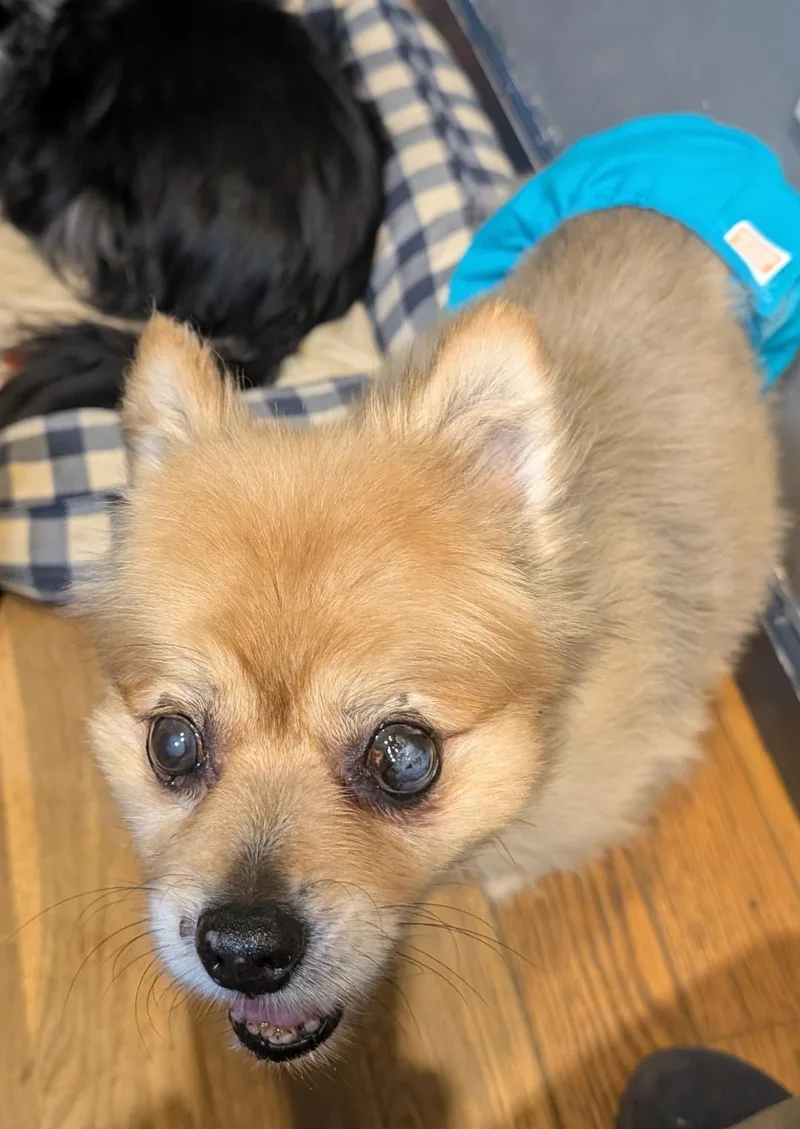 A senior small-sized male Red / Chestnut / Orange Pomeranian dog named Bear for adoption in Watertown, CT