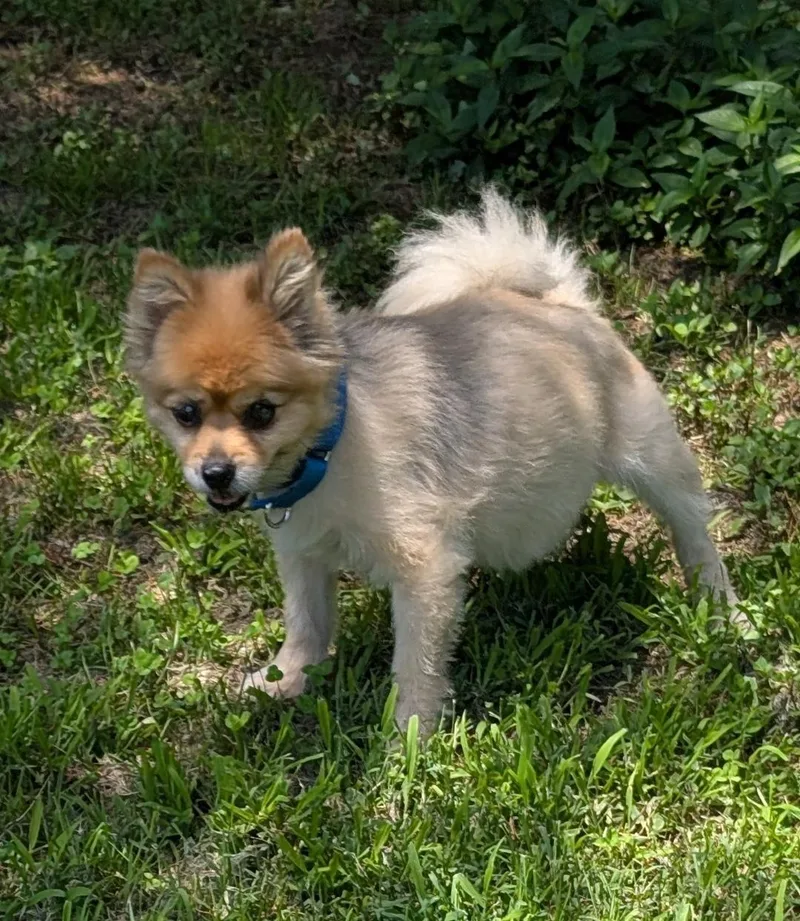 Bear thumbnail 5