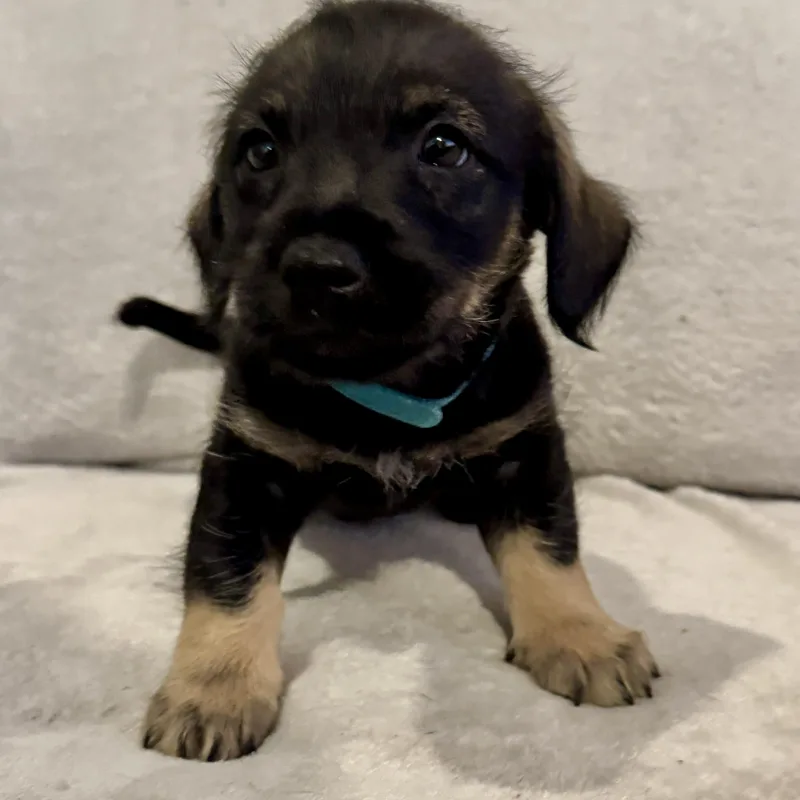 A baby small-sized male Bicolor Border Terrier dog named Ruben for adoption in San Diego, CA