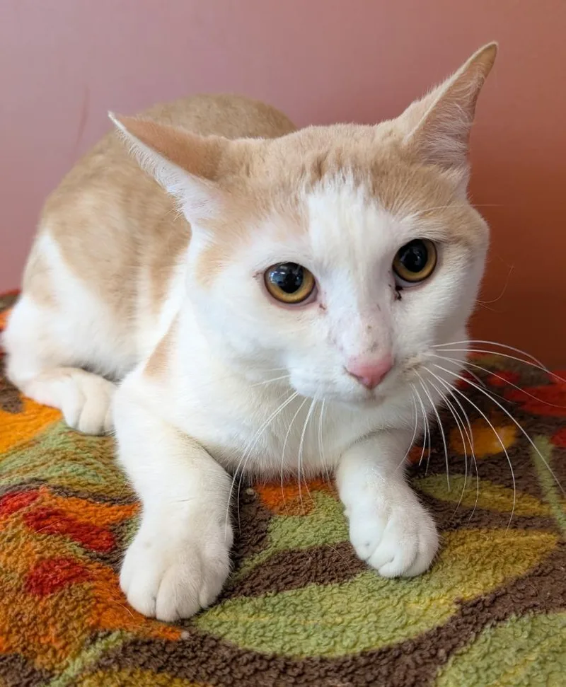 A young medium-sized male Domestic Short Hair cat named Davy for adoption in Superior, WI