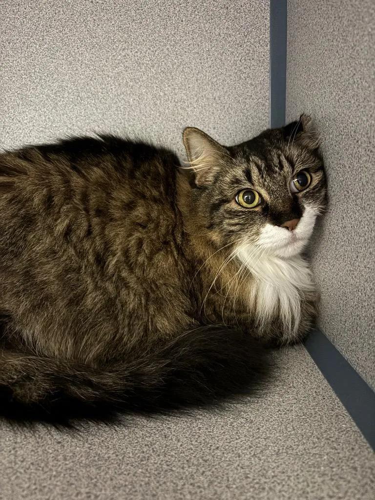 A young large-sized female Domestic Long Hair cat named Irish Cream for adoption in Liverpool, NY