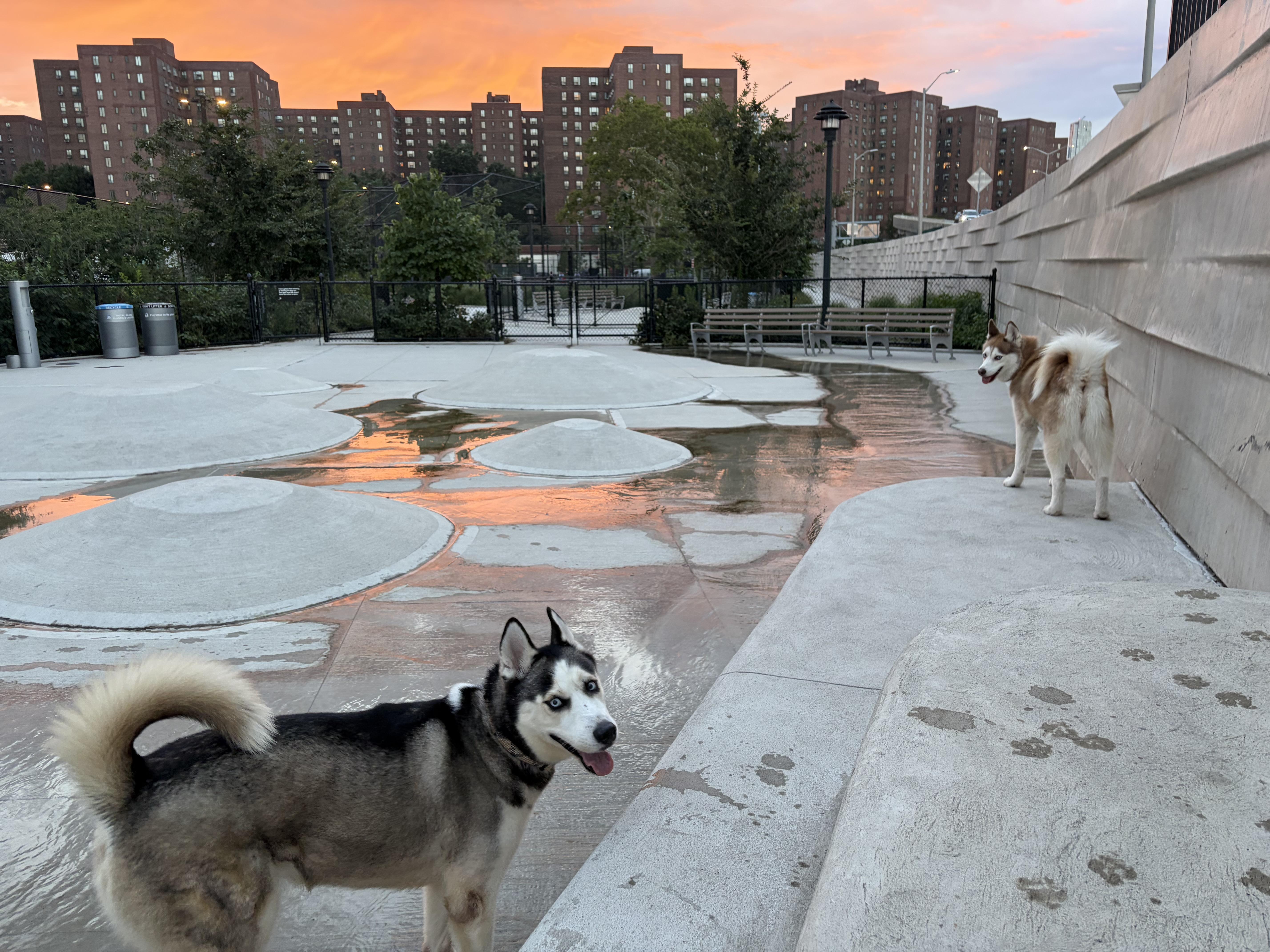 An adult large-sized female Siberian Husky dog named Moona for adoption in New York, NY