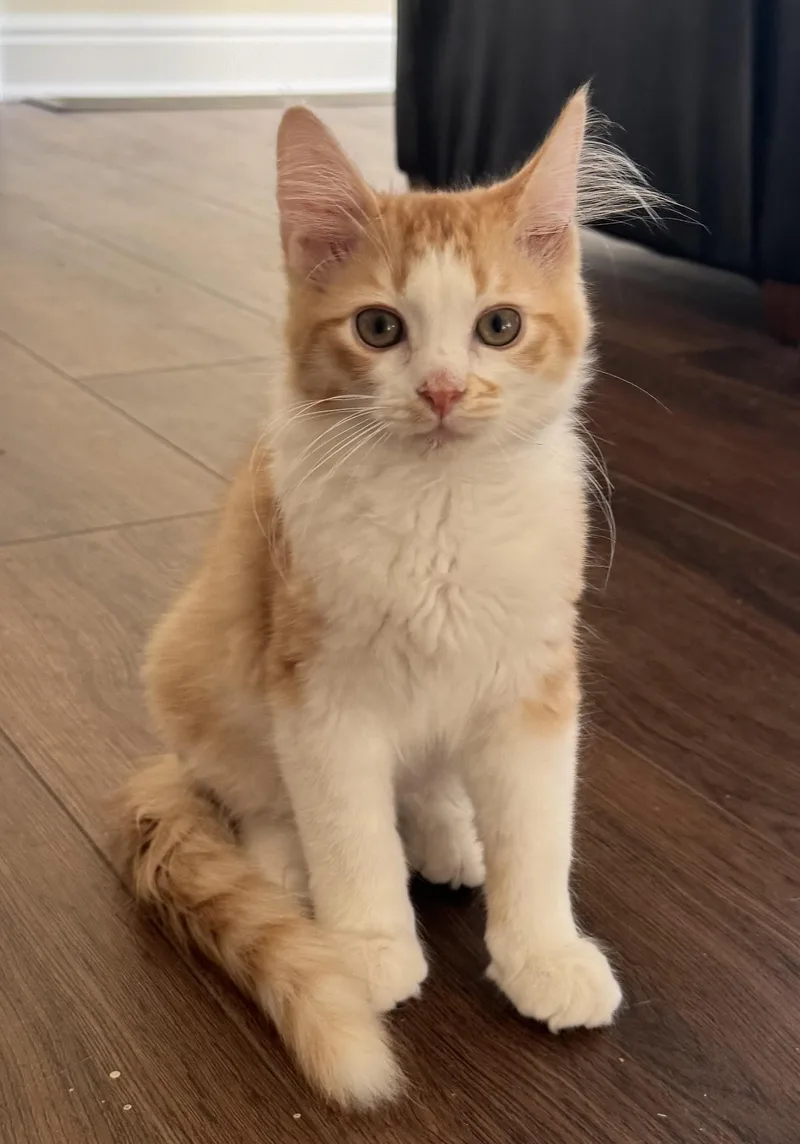 A baby small-sized male Orange / Red Domestic Short Hair cat named Waddles for adoption in Pittsburgh, PA