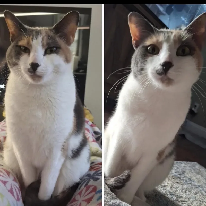 An adult small-sized female Calico Domestic Short Hair cat named Sylvia B for adoption in Inwood, WV