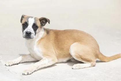 A baby large-sized male Black Mixed Breed dog named Riley for adoption in Bedford, IN