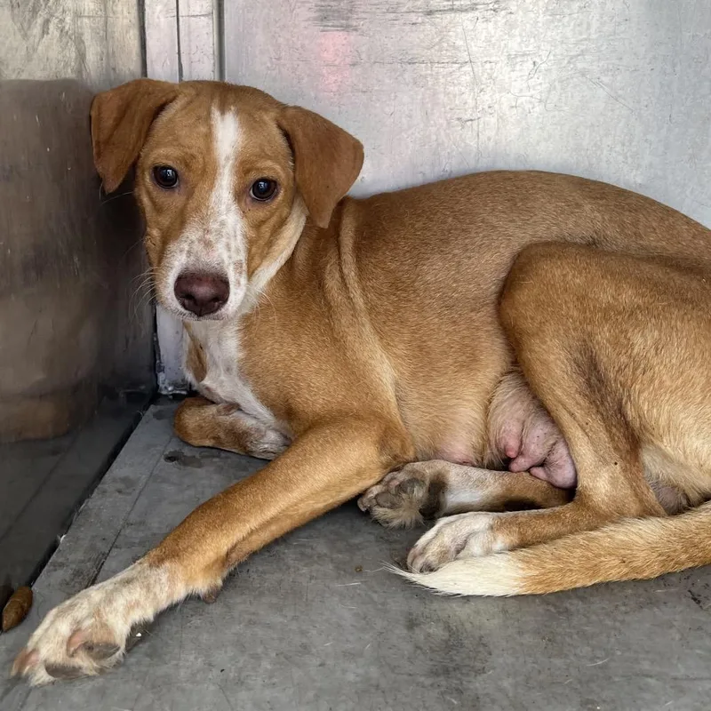 A young small-sized female Brown / Chocolate Shepherd dog named Apricot for adoption in Edinburg, TX