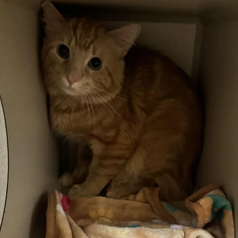 A young large-sized male Domestic Medium Hair cat named Kerb for adoption in Louisville, KY