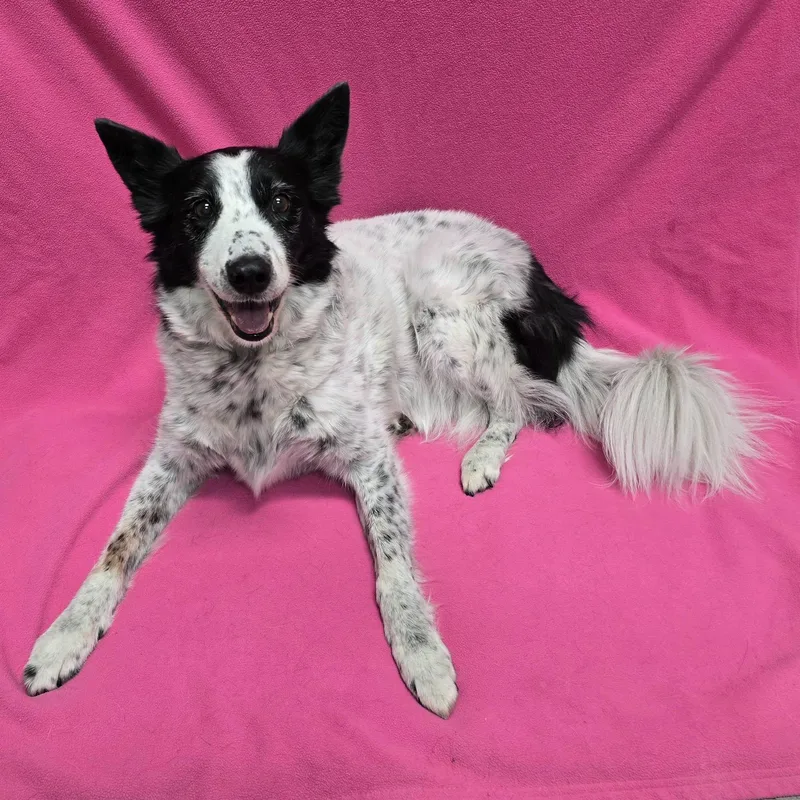 An adult large-sized female Border Collie dog named Lucy for adoption in Frankfort, IN
